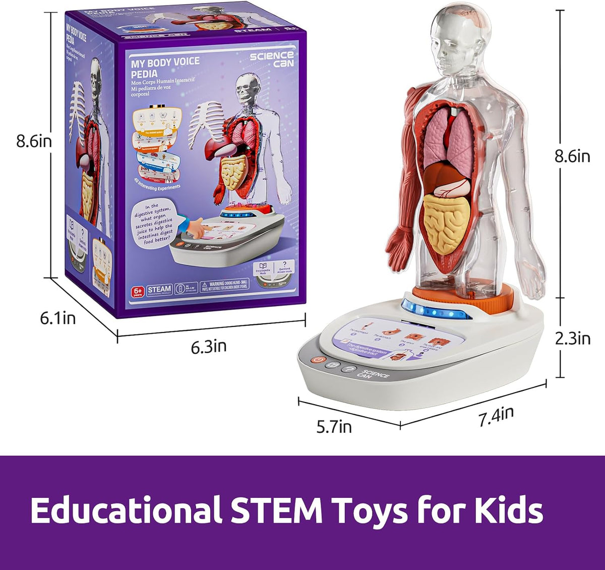 🧍🎁 Interactive Talking Human Body Anatomy Model