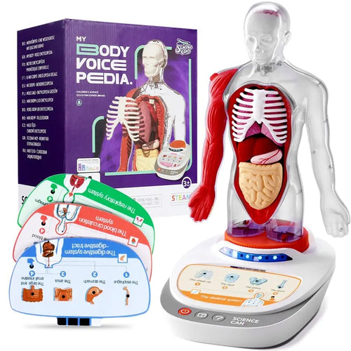 🧍🎁 Interactive Talking Human Body Anatomy Model