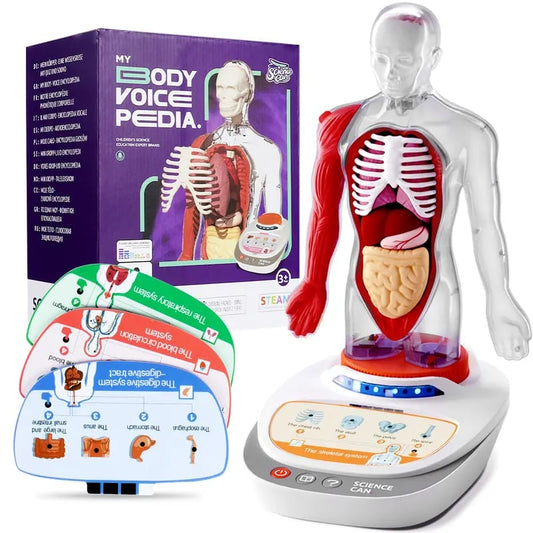 🧍🎁 Interactive Talking Human Body Anatomy Model