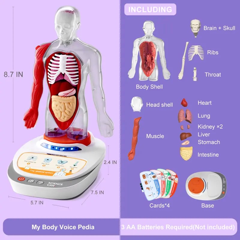 🧍🎁 Interactive Talking Human Body Anatomy Model