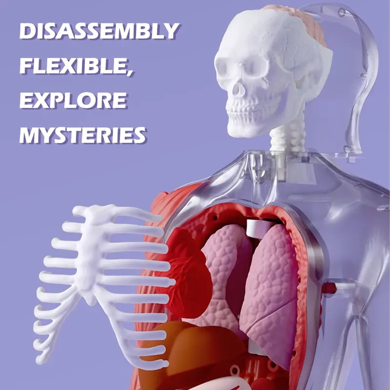 🧍🎁 Interactive Talking Human Body Anatomy Model