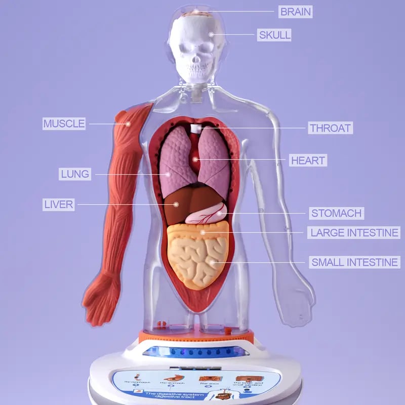 🧍🎁 Interactive Talking Human Body Anatomy Model