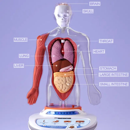 🧍🎁 Interactive Talking Human Body Anatomy Model